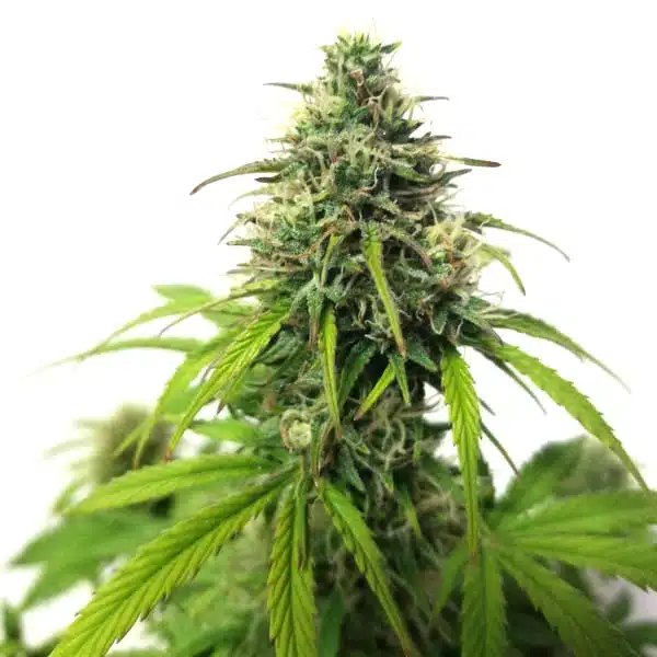 AK Auto Review: Blimburn Seeds’ 8–10 Week Sativa-Dominant Hybrid