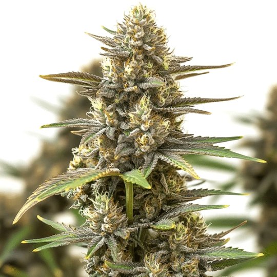Berry Zkittlez Review: Blimburn Seeds Genetics