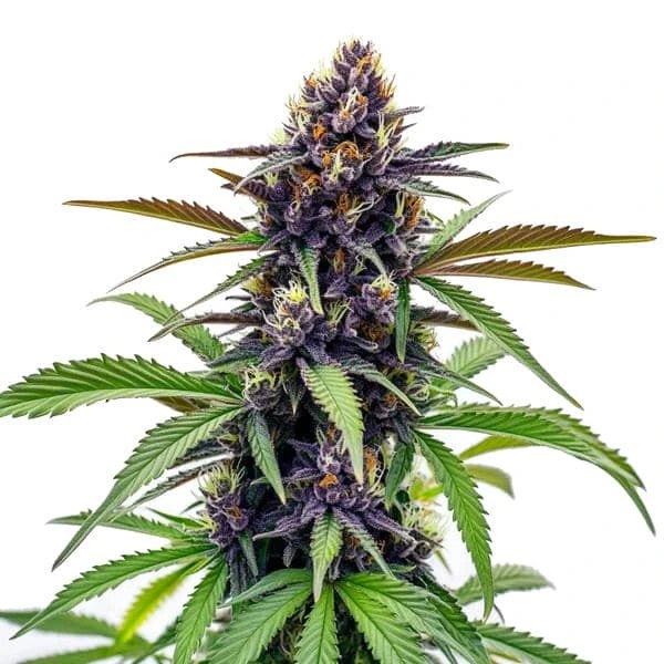 Black Cherry Soda Review: Is This the Best Cherry-Forward Soda You Can Buy?