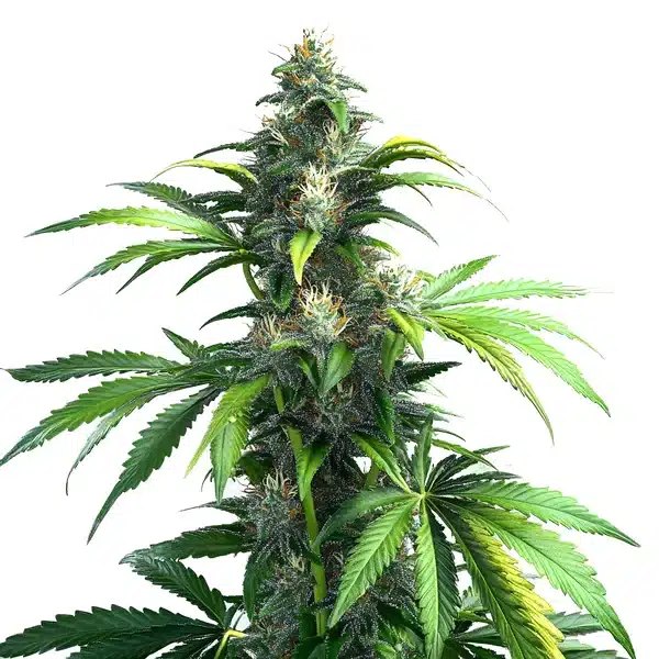 Black Demon OG: Review