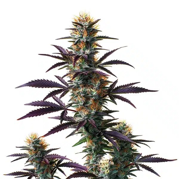 Black Domina Auto: A Practical Review of the Blimburn Seeds Strain