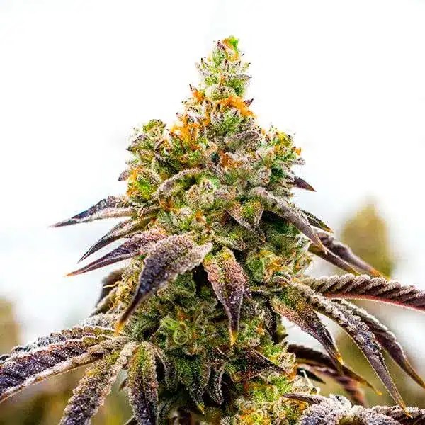 Black Domina x Afghan Kush: Review & Strain Guide
