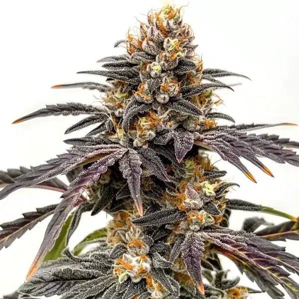 Black Hulk: A Review of the Blimburn Seeds Strain