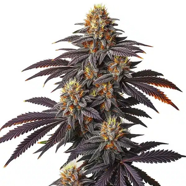Blueberry Badazz: Review of the Blimburn Seeds Hybrid