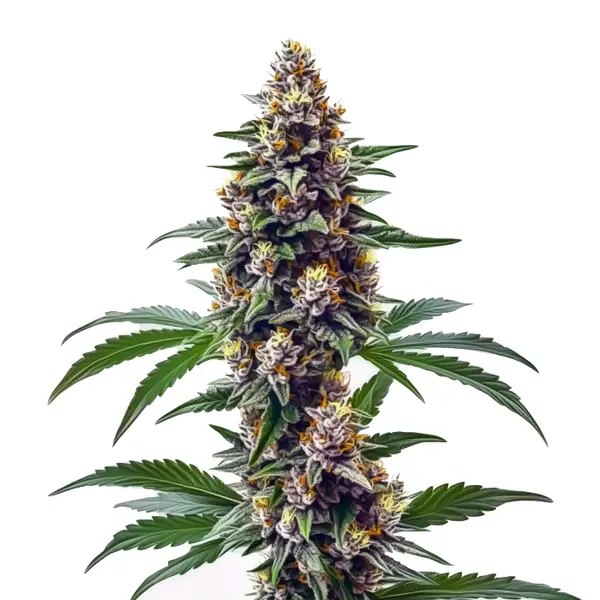 Blueberry Regular Review: A Reliable Indica-Dominant Hybrid for Home Growers