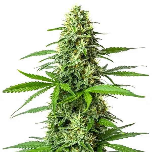 Blueberry x Big Bud Auto Review: 17–20% THC Autoflower Seeds from Blimburn Seeds