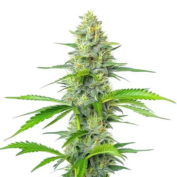Blueberry x White Widow: A Review of the Indica-Dominant Hybrid from Blimburn Seeds