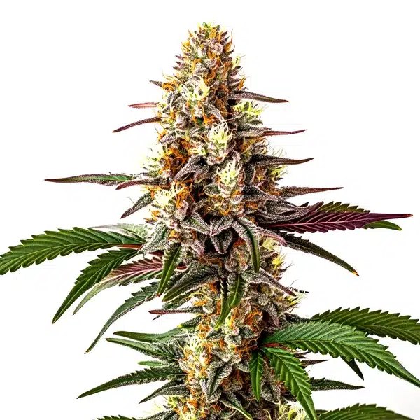 Blunicorn #5: A Focused Review of This Blimburn Seeds Autoflower