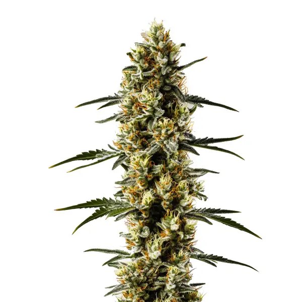Candida CBD: Blimburn Seeds Review