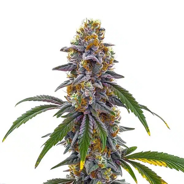Candyland Seeds Review: The Blimburn Seeds Hybrid for Compact, Sweet-Growing Gardens