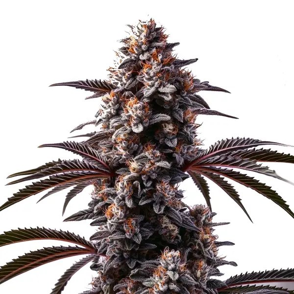 Cement Shoe: A Blimburn Seeds Review