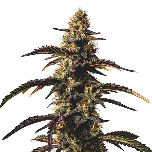 Chocolate Mint OG Seeds Review: What to Know Before You Buy