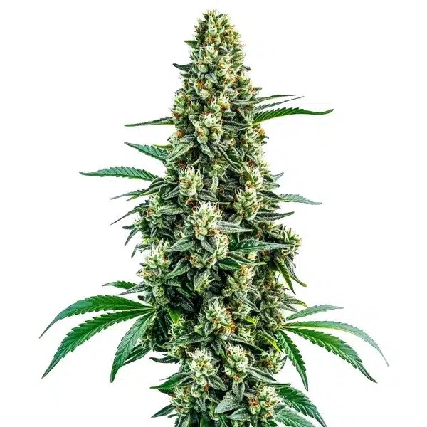 Chocolope Regular: A Review of This Blimburn Seeds Hybrid
