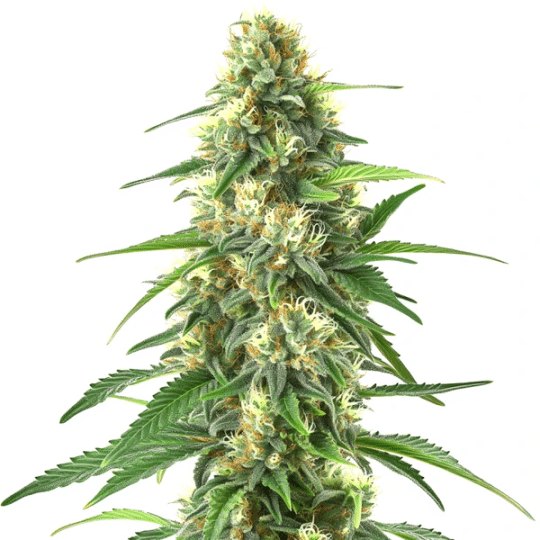 Colombian Gold Auto Review: Specs, Germination, and Grower Fit