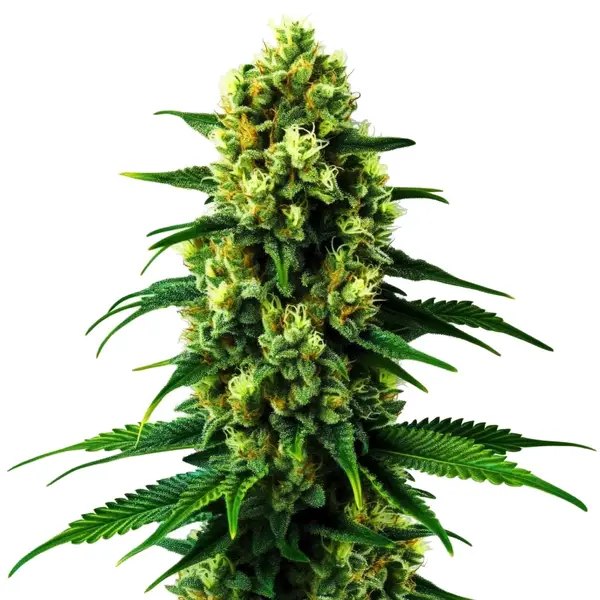Colombian Jack: A Review of Blimburn Seeds’ Hybrid Genetics