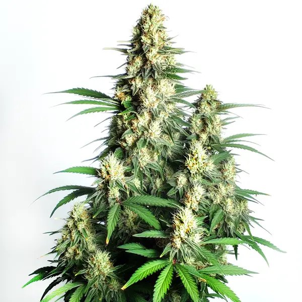 Cream Candy Auto: Review & Buyer's Guide