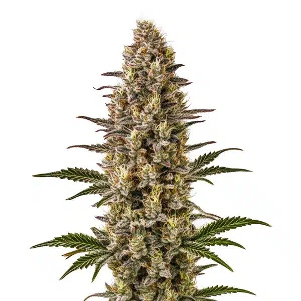 Gelonade Seeds Review: The 70/30 Sativa Hybrid That Won the 2018 High Times Cup