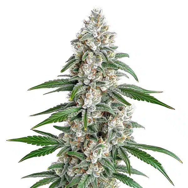 GSC x Chemdawg Review: Genetics, Price, and What to Expect