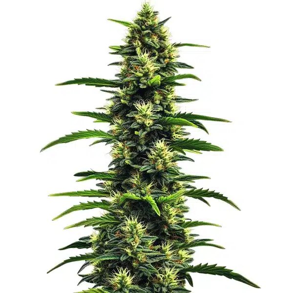 Gusher Seeds by Blimburn Seeds: Review