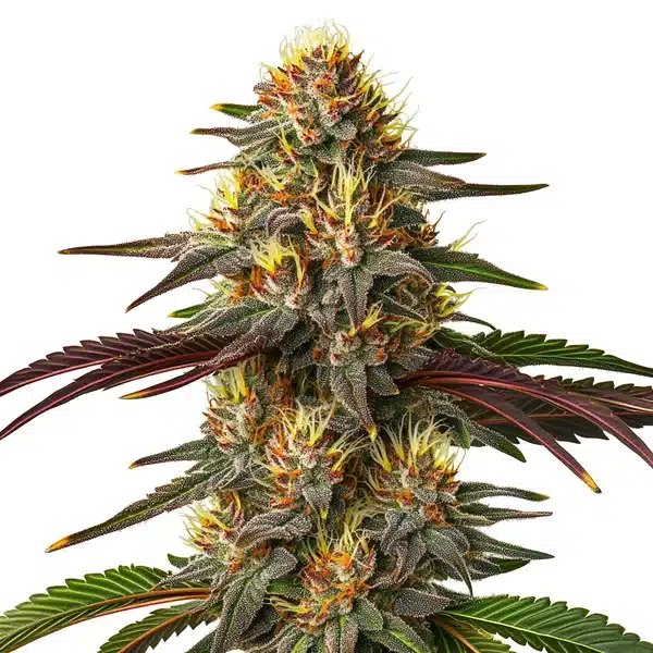 Red Kush Auto Review: The Indica-Dominant Autoflower from Blimburn Seeds