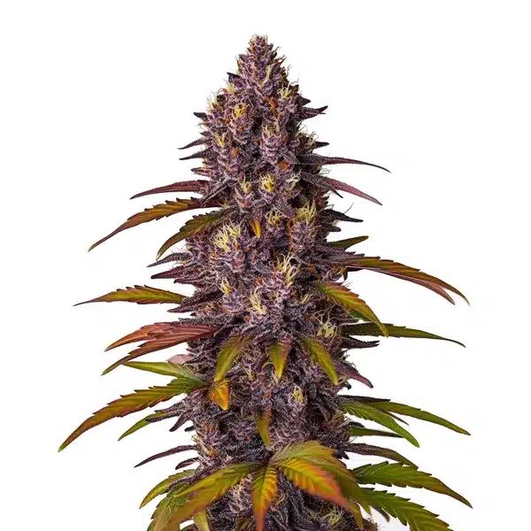 Red Skunk Kush Auto Review: The 75% Indica Auto That Flowers in 8–10 Weeks