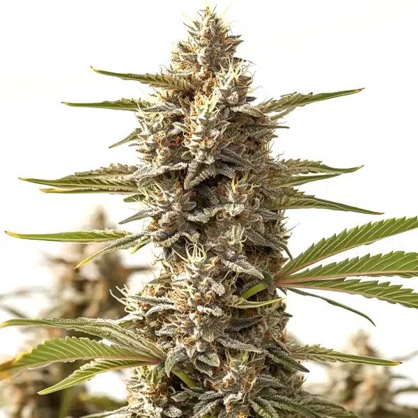 Rock Start: Blimburn Seeds Review