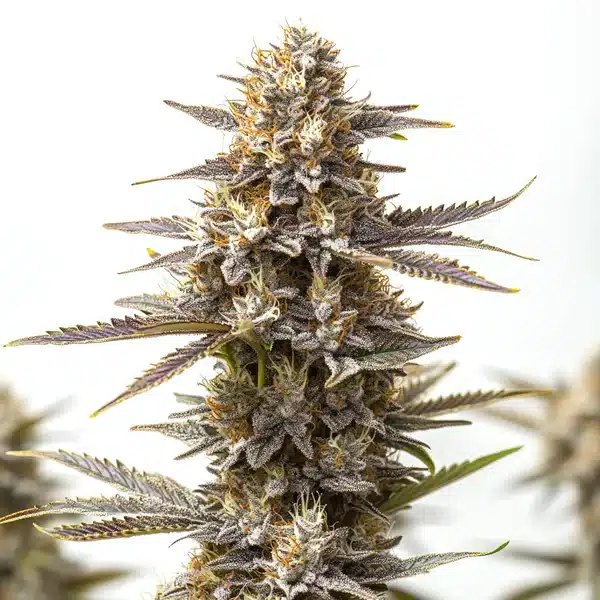 RS11 x Gusher: Blimburn Seeds Review & Strain Facts
