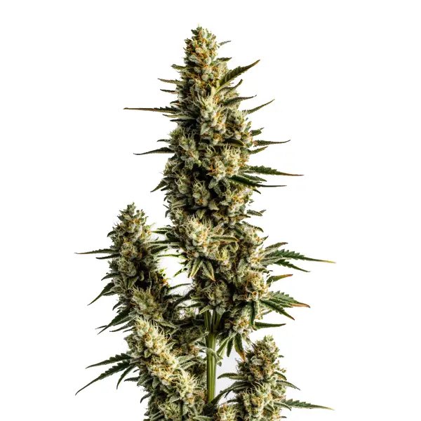 Strawberry Banana Autoflower Review