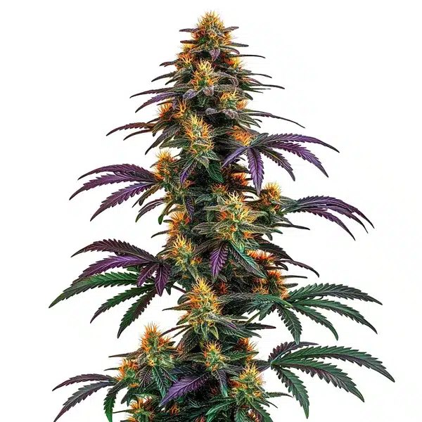 Strawberry Banana Cheese: A Review of the Blimburn Seeds Auto Hybrid
