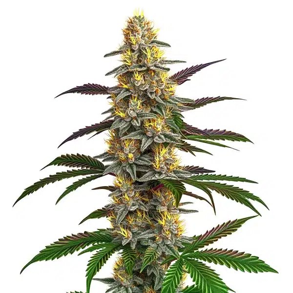 Strawberry Banana Review: Blimburn Seeds' Fruity Hybrid