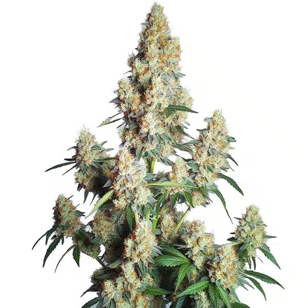 Strawberry Cheese Auto: A Sweet, Resin-Heavy Autoflower for Fast Cycles