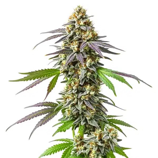 Strawberry Haze: Blimburn Seeds Review