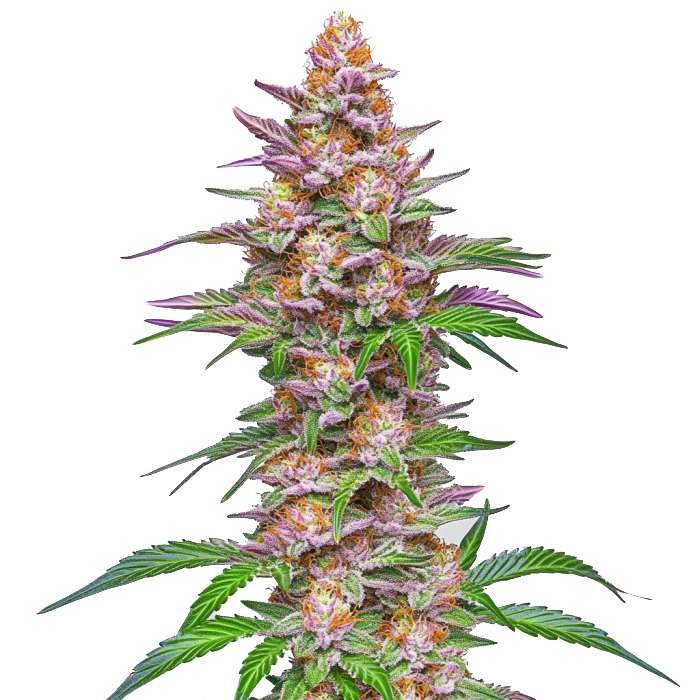 Strawberry Pie Auto: Blimburn Seeds Review & Grow Specs
