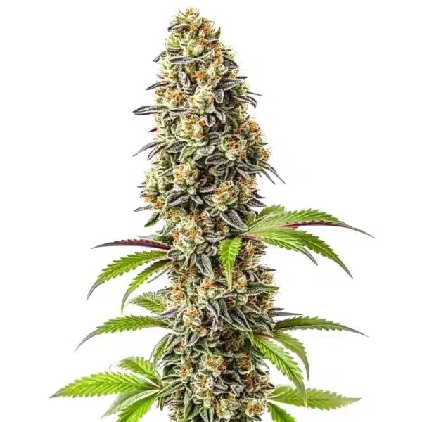 Strawberry Seeds by Blimburn Seeds: A Review