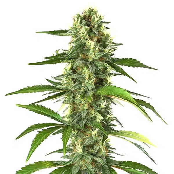 Taskenti: A Sativa-Dominant Hybrid for Uplifting, Earthy Sessions