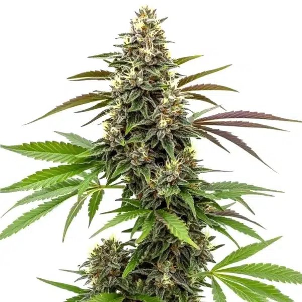 White AK 47 Review: The Blimburn Seeds Hybrid
