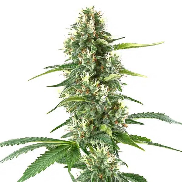 White Amnesia: Blimburn Seeds Review