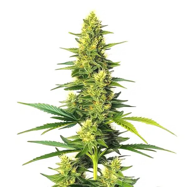 White Fire Alien Kush: A One-SKU Review