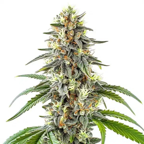 White Fire OG: Review & Buyer's Guide