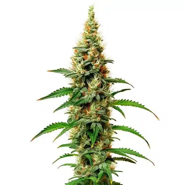 White Rhino: A One-SKU Review of the Blimburn Seeds Classic