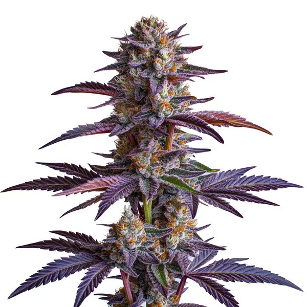 White Runtz Strain Review: What the Official Page and Growers Actually Say