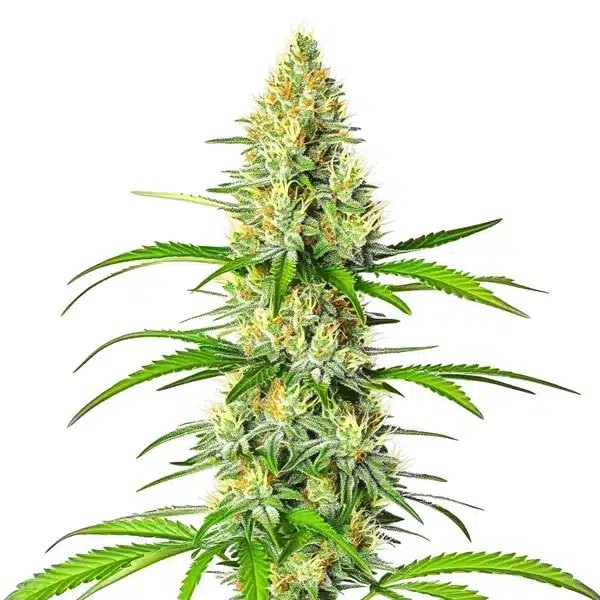 White Widow x Northern Light: A Sativa-Dominant Hybrid for Balanced, High-Energy Cultivation