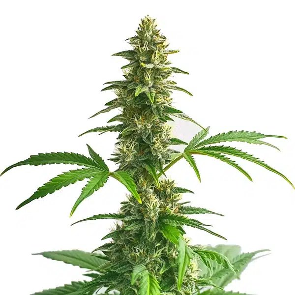 Yumbolt Auto Review: The Berry-Scented Autoflower for Warm Climates