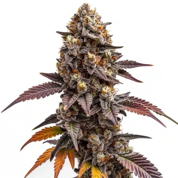 Zkittlez Kush Review: Blimburn Seeds Hybrid Breakdown